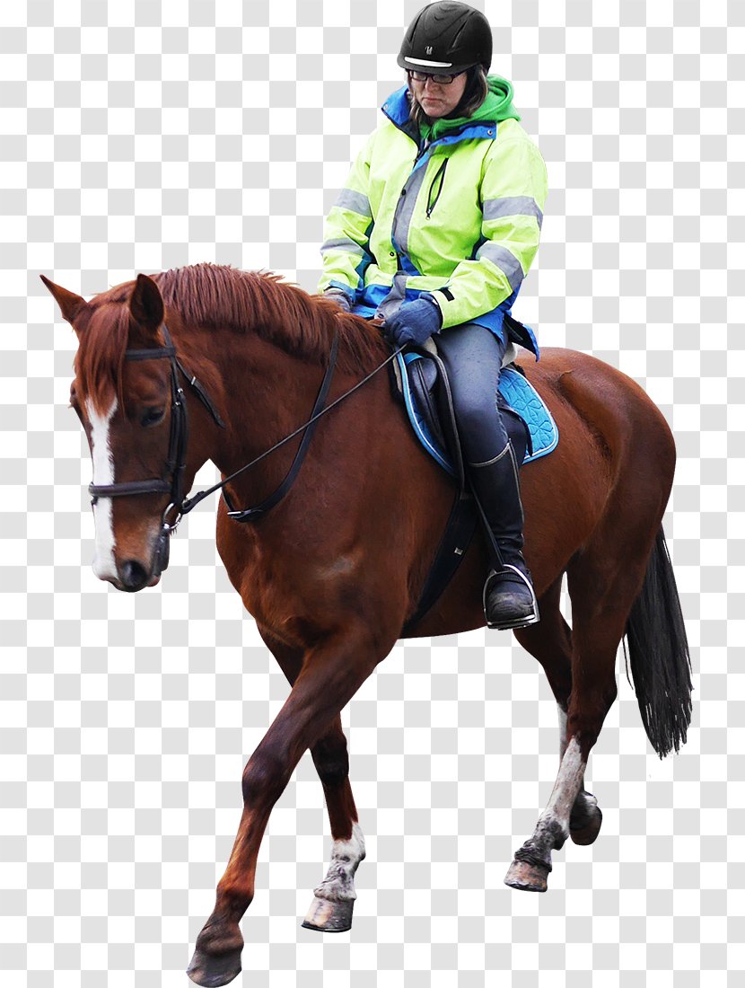 Horse And Man Equestrian Stable - Tack - RODEO Transparent PNG
