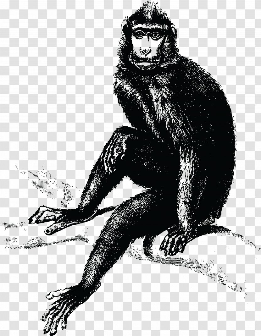 Common Chimpanzee Gorilla The Evil Monkey T-shirt - Shirt Transparent PNG
