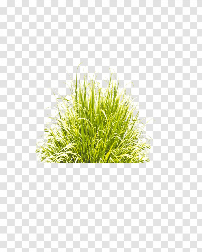 Grass - Family - Jpeg Network Graphics Transparent PNG