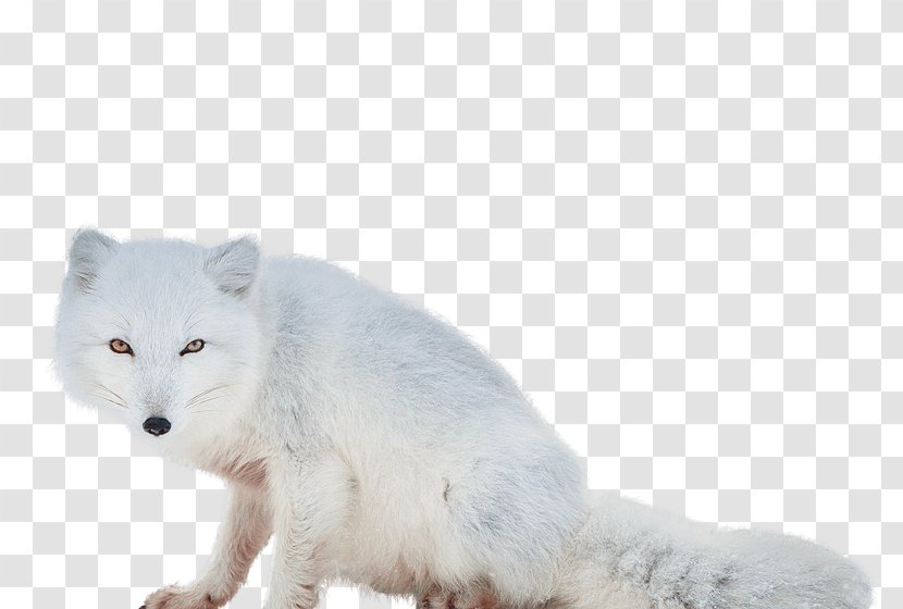 Arctic Fox Alaskan Tundra Wolf Transparent PNG