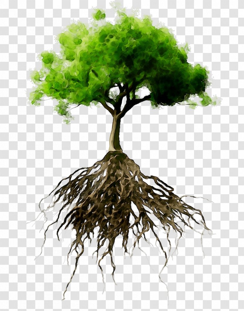 Root Stock Photography Tree Oak Stock.xchng - Plants Transparent PNG