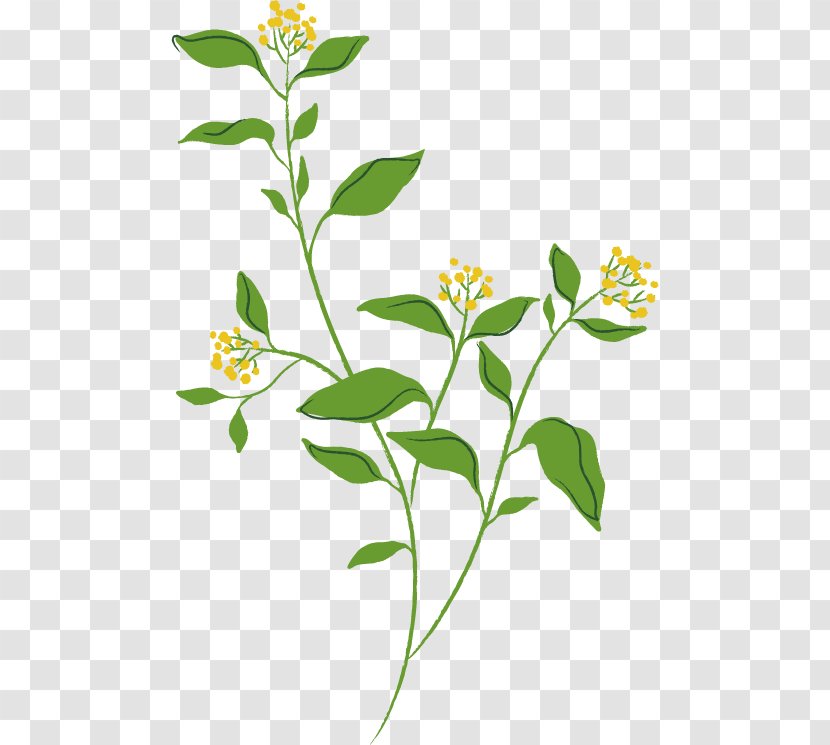 Spring Flower Image. - Cut Flowers - Drawing Transparent PNG