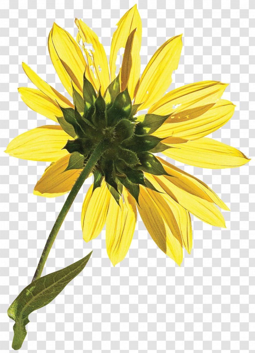 Common Sunflower Petal Seed Clip Art - Flowering Plant Transparent PNG