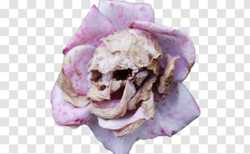 Flower Plants Seed Skull Petal - Death Transparent PNG