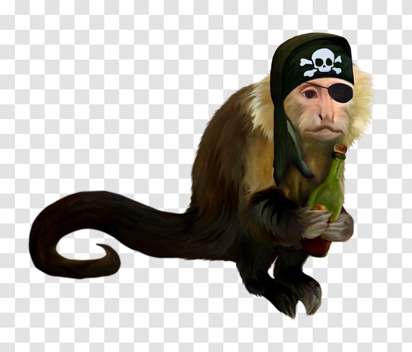 Piracy Monkey Cercopithecidae Ape Clip Art - Fauna Transparent PNG