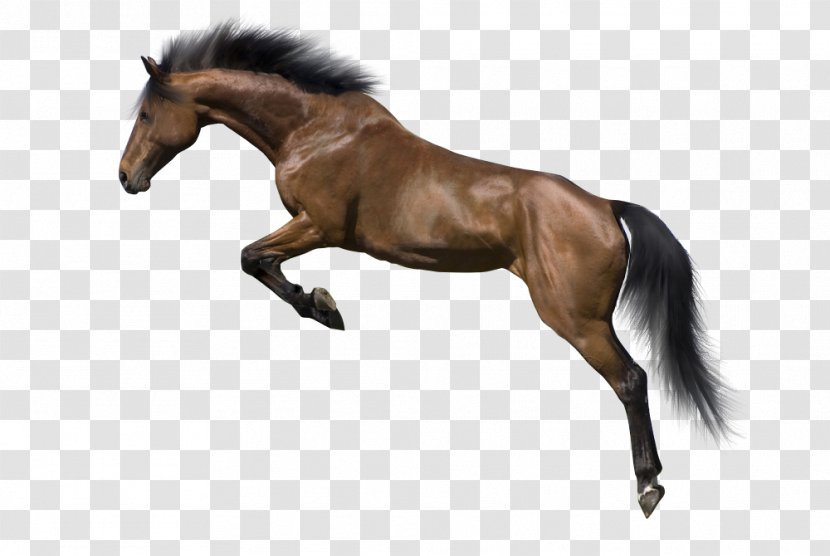Appaloosa Stallion Mane - Horse Like Mammal - Painted Image,Running Transparent PNG