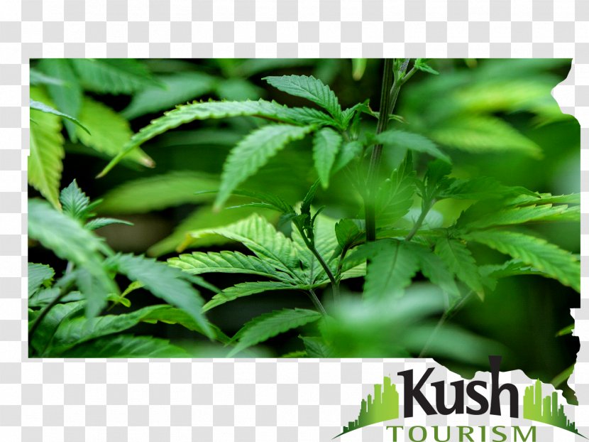 Hemp Leaf Cannabis Herb - Weed California Lodging Transparent PNG