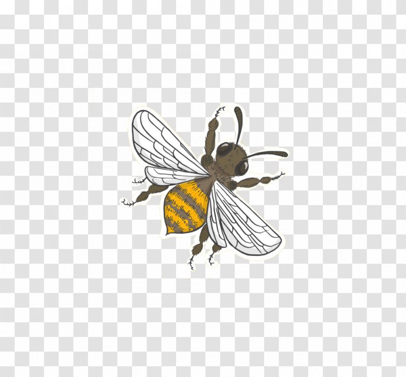 Honey Bee Apidae - Cartoon Transparent PNG