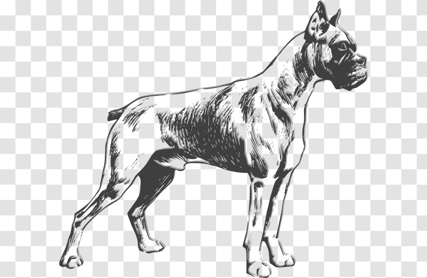 Boxer Bulldog Standard Schnauzer Puppy Purebred Dog - Black And White - Cliparts Transparent PNG