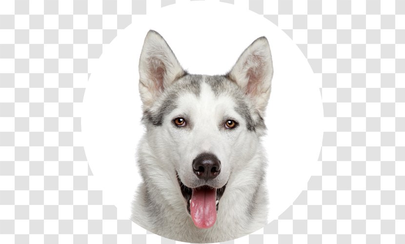 Siberian Husky Cat Puppy Pet - West Laika - Dog Transparent PNG