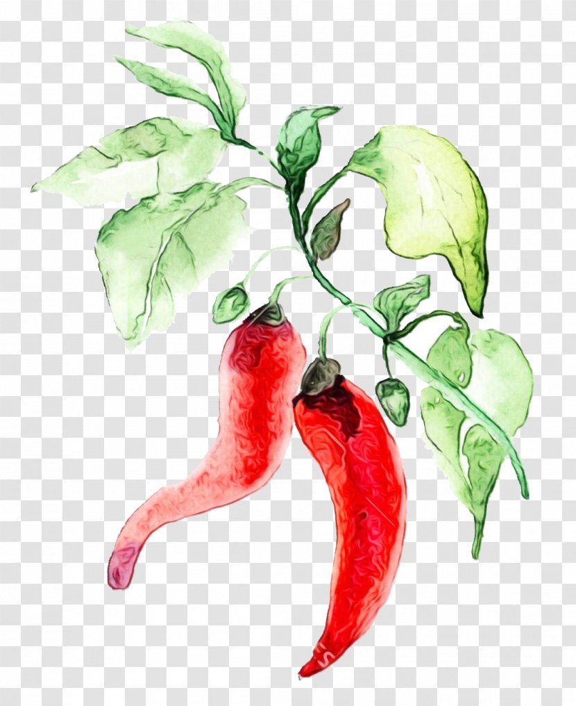 Flowering Plant Malagueta Pepper Flower Tabasco - Tree Paprika Transparent PNG