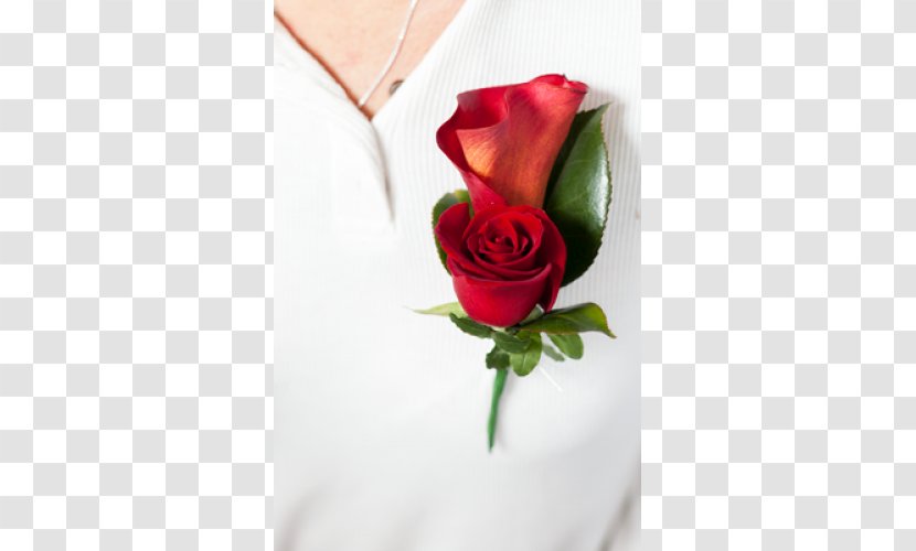 Garden Roses Buttonhole Cut Flowers - Petal - Rose Transparent PNG