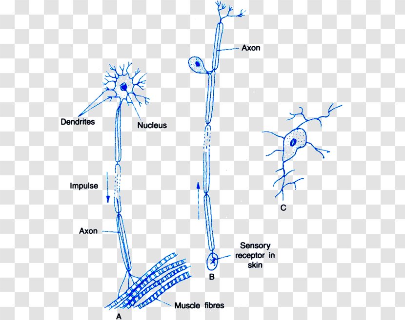 Nervous System Multipolar Neuron Sensory Nerve - Watercolor - Cartoon Transparent PNG