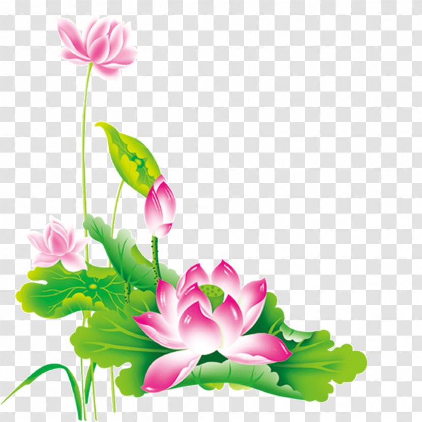 Nelumbo Nucifera Chinese New Year Pink - Flower Arranging - Lotus Transparent PNG