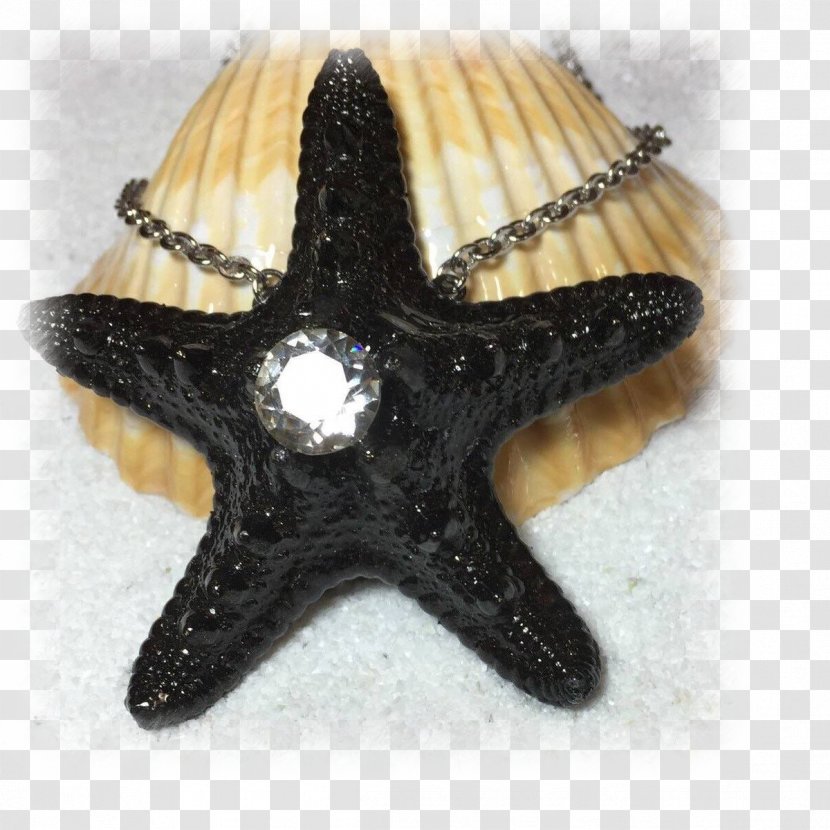 Starfish - Invertebrate - Marine Invertebrates Transparent PNG