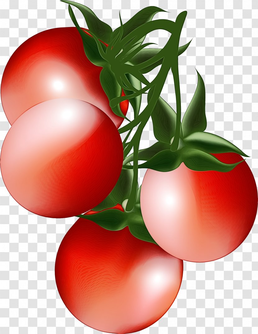 Watercolor Flower Background - Plum Tomato - Vegetarian Food Vegan Nutrition Transparent PNG