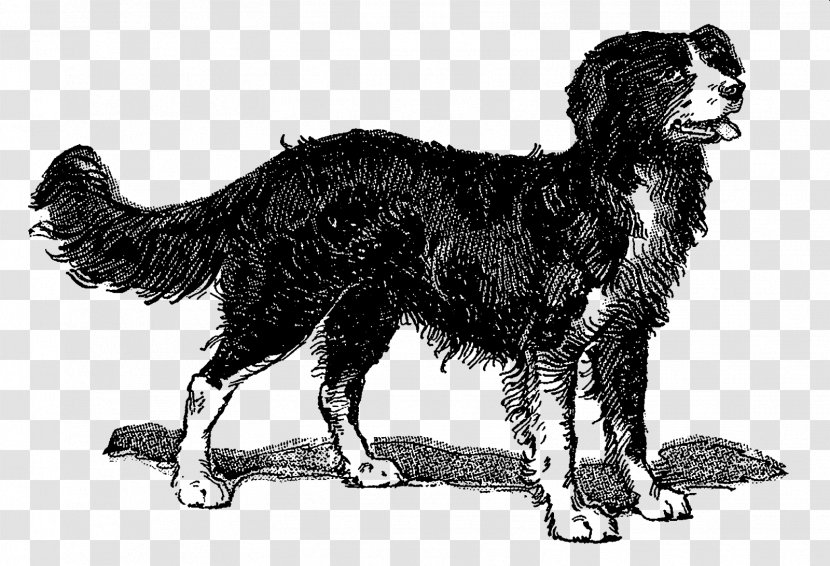 Bernese Mountain Dog Breed Sporting Group Mammal Canidae - Digital Illustration Transparent PNG