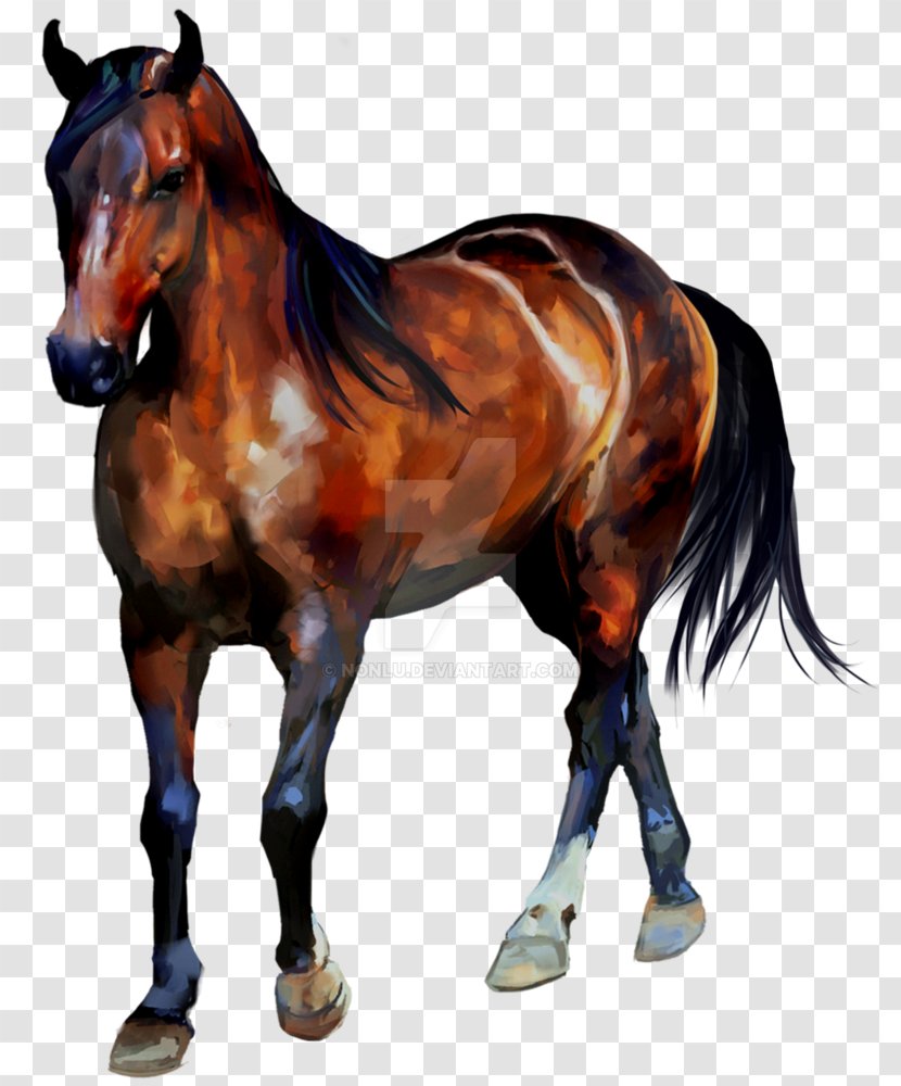 Stallion Mustang Foal Mare Halter Transparent PNG