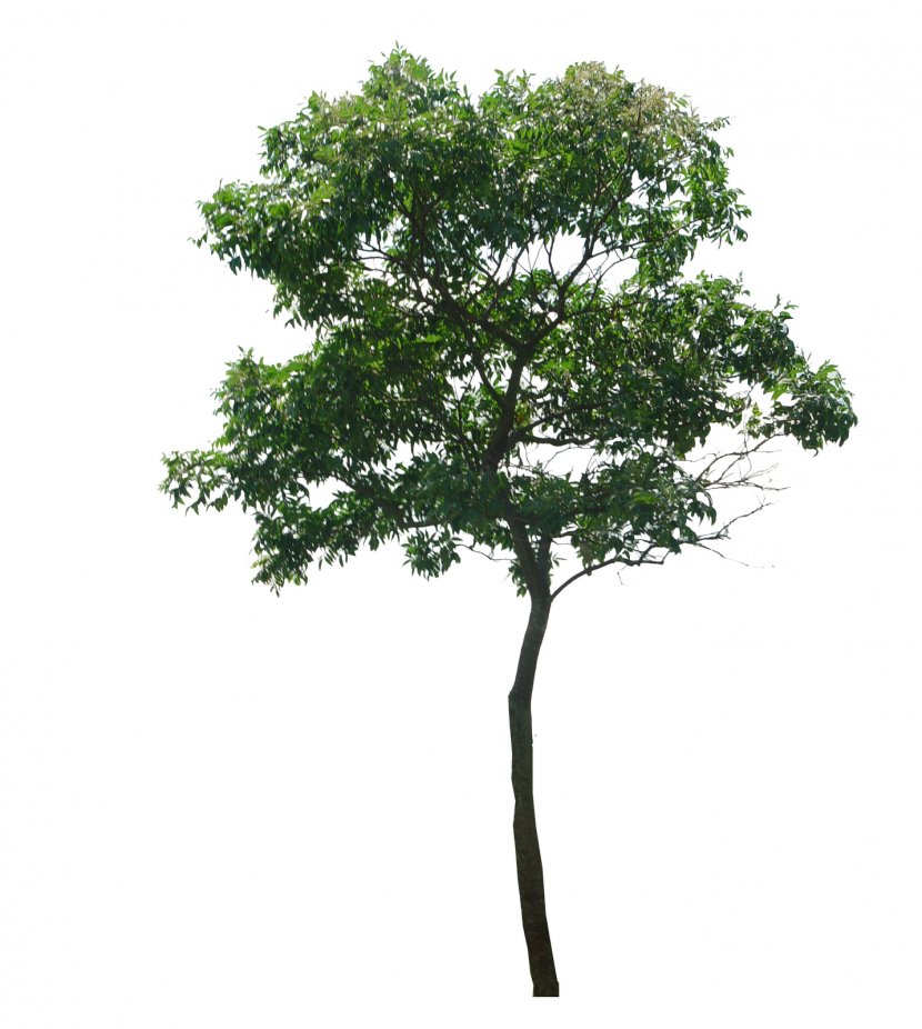Tree Dillenia Philippinensis Woody Plant - Top View Transparent PNG