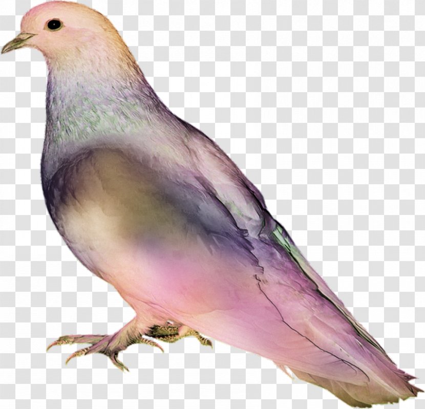 Bird Pigeons And Doves Image Clip Art - Fauna Transparent PNG