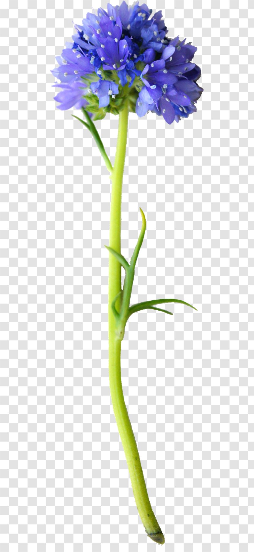 Cut Flowers Vase Floral Design Bohemia Plant Stem Transparent PNG