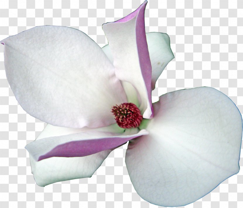 Magnolia Flowering Plant Clip Art - Flower Transparent PNG