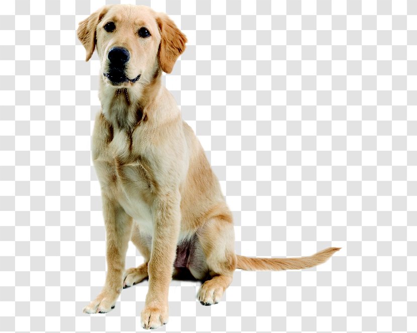 Dogo Argentino Great Dane Pet Sitting Dog Walking Flyer - Golden Retriever Transparent PNG