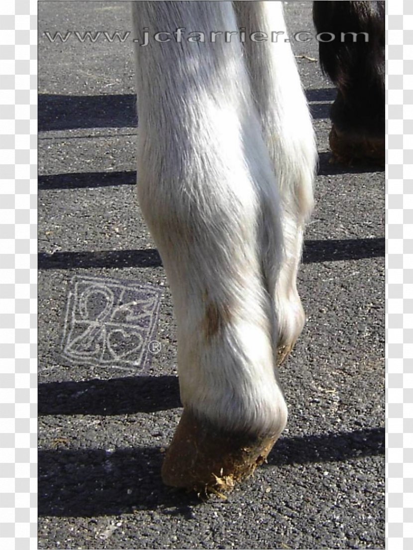 Flexor Digitorum Profundus Muscle Tendon Foal Mustang Tendinitis - Naturism - Del Potro Transparent PNG