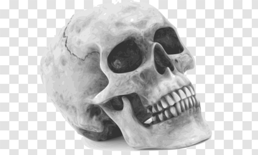 Human Skull Symbolism Skeleton Clip Art - Halloween Film Series - King Transparent PNG