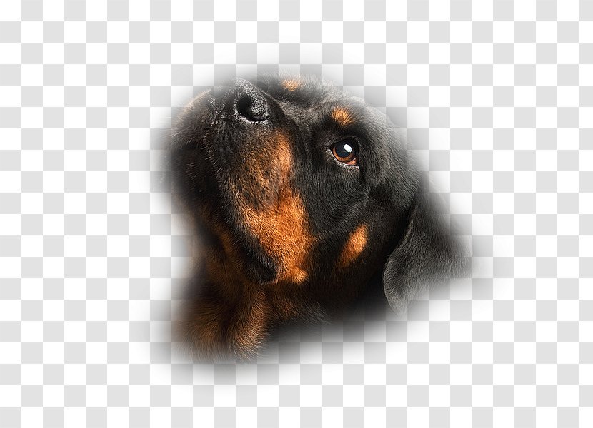 Black And Tan Coonhound Dog Breed Puppy Rottweiler Cat - Snout Transparent PNG