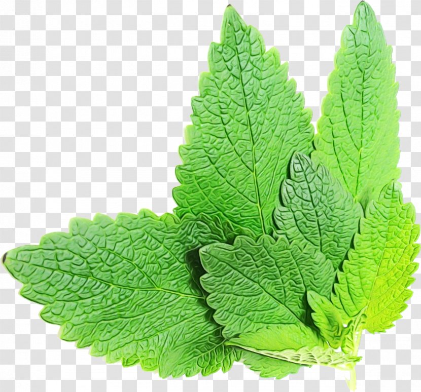 Leaf Plant Flower Herb Mint - Lemon Balm - Urtica Peppermint Transparent PNG