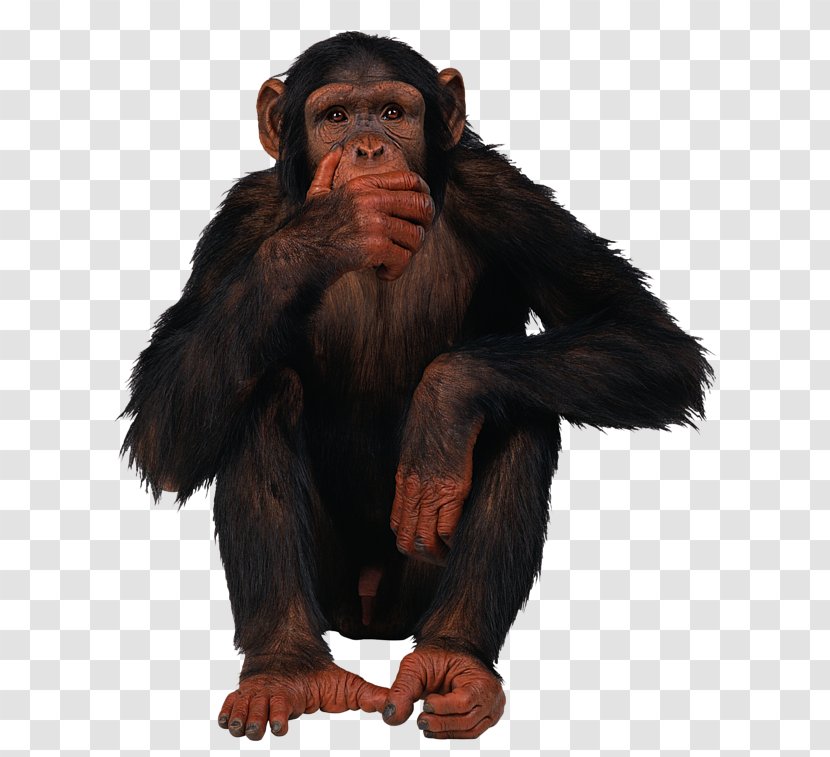 Common Chimpanzee Monkey Clip Art - Information Transparent PNG