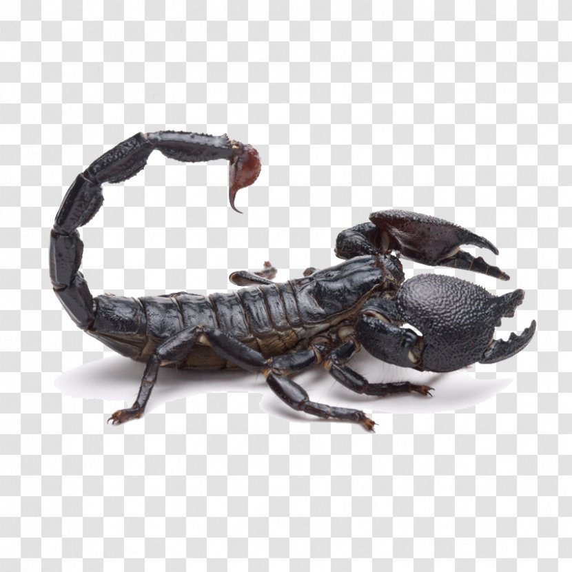 Emperor Scorpion Tail Poison - Scorpius - Black Transparent PNG