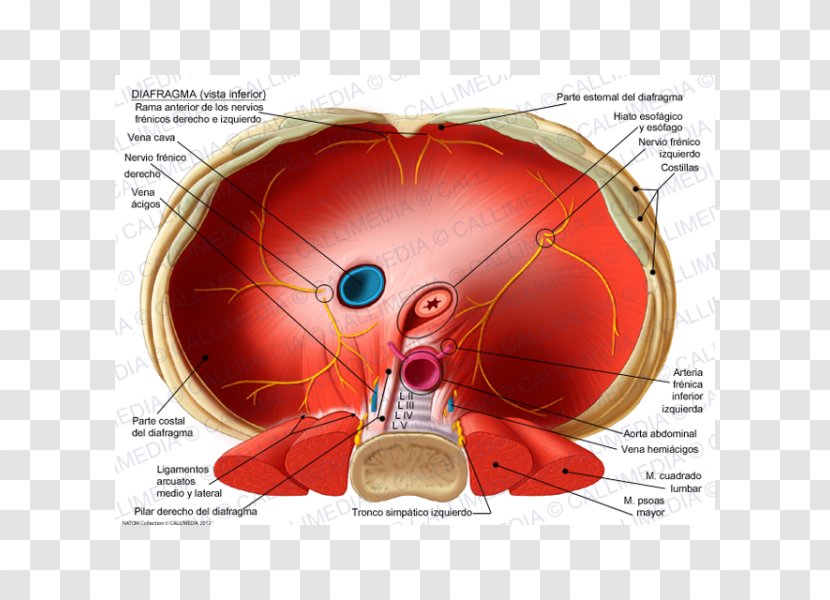 Thoracic Diaphragm Crus Of Phrenic Nerve Esophageal Hiatus Inferior Vena Cava - Cartoon - Top View Transparent PNG