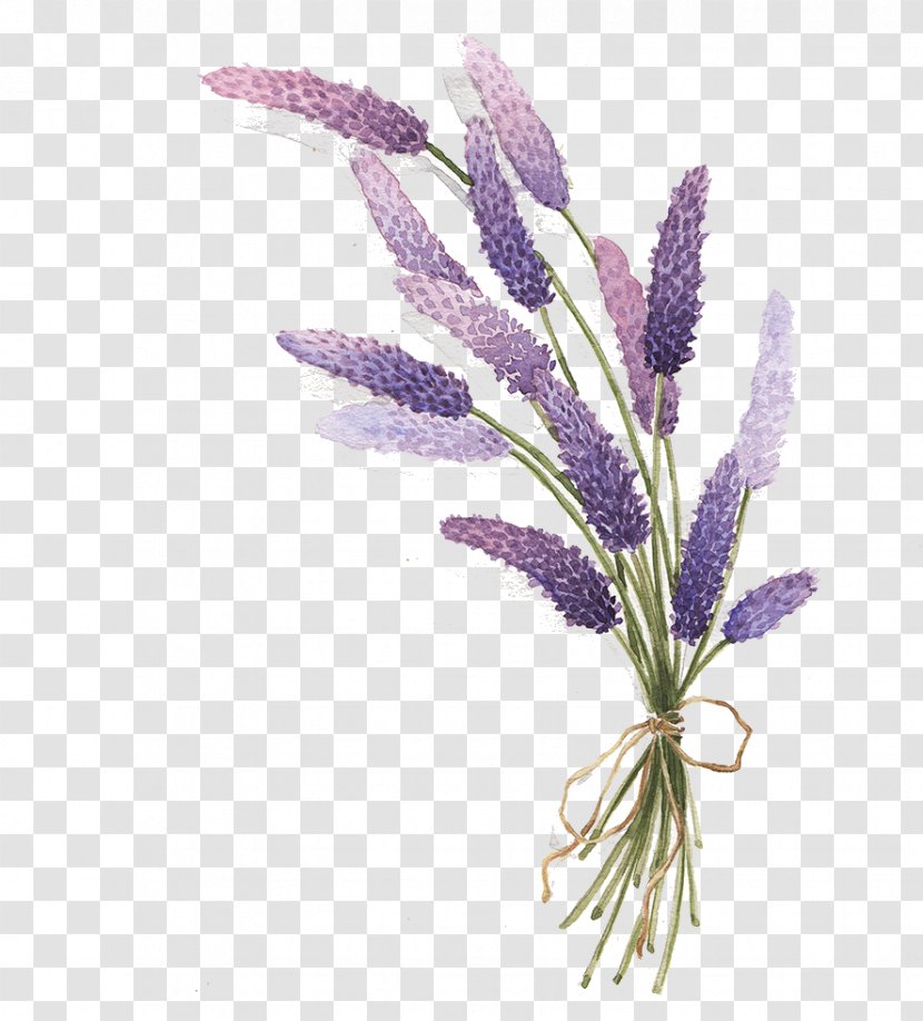 Lavender Drawing - Painting Transparent PNG