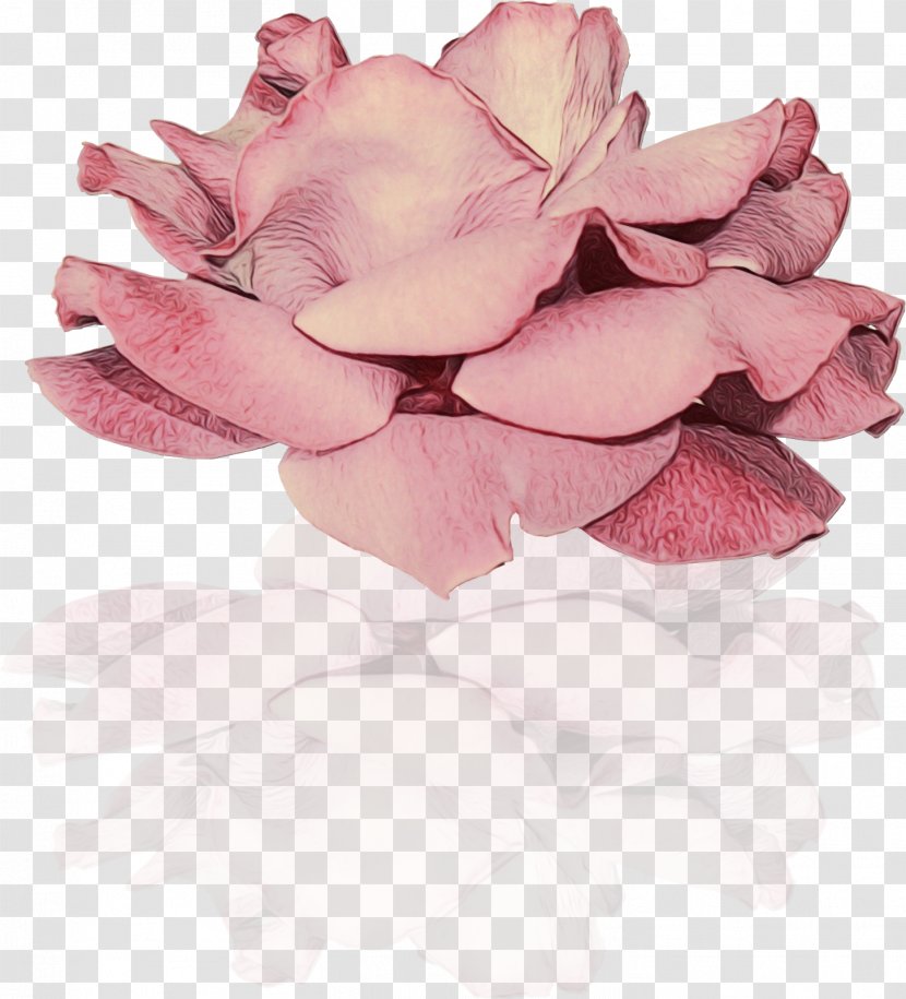 Garden Roses Cut Flowers Petal Close-up - Magnolia - Plant Transparent PNG
