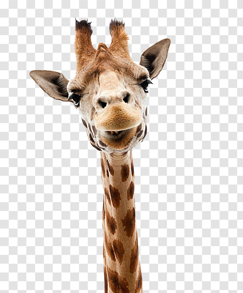 Giraffe Stock Photography Stock.xchng Royalty-free - Fauna - Head Out Transparent PNG