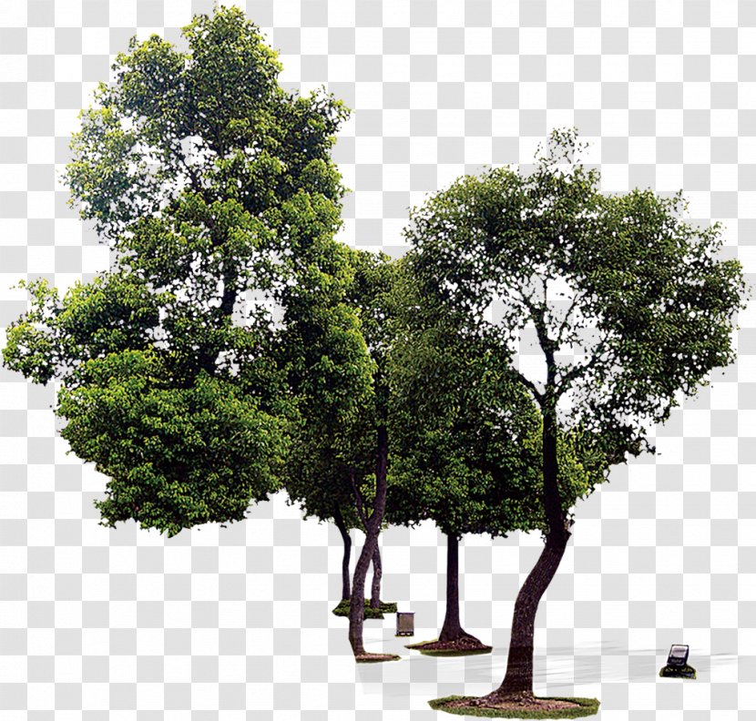 Oak Houseplant - Woody Plant - Tree Transparent PNG