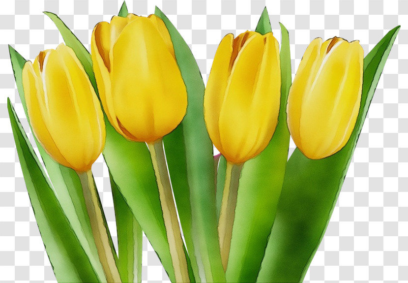 Flower Tulip Yellow Petal Plant Transparent PNG