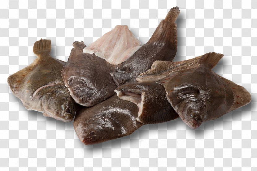 Pig's Ear Snout - Pig Transparent PNG