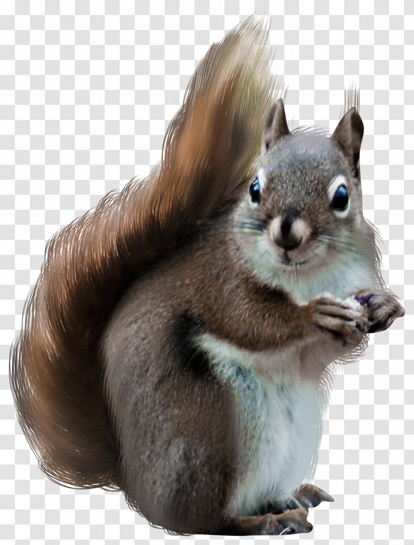Tree Squirrels Clip Art - Rodent - Brown Squirrel Transparent PNG