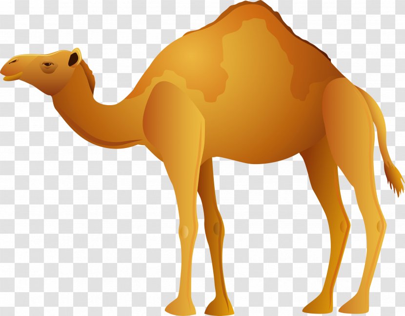 Camel Clip Art - Terrestrial Animal Transparent PNG