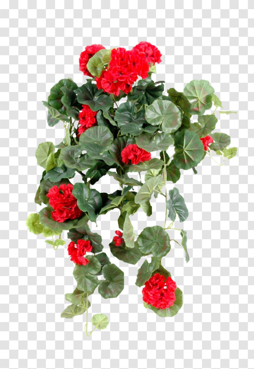 Artificial Flower Garden Roses Pelargonium Peltatum Green - Jungle Geranium Transparent PNG