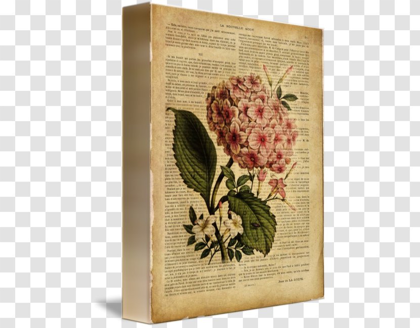 French Hydrangea Botanical Illustration Flower Drawing Floral Design - Arranging - Old Book Page Transparent PNG