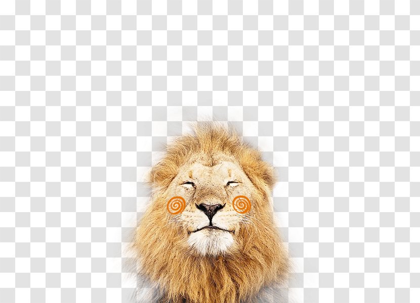 Lionhead Rabbit Felidae Cheetah Cougar - Cute Lion Transparent PNG