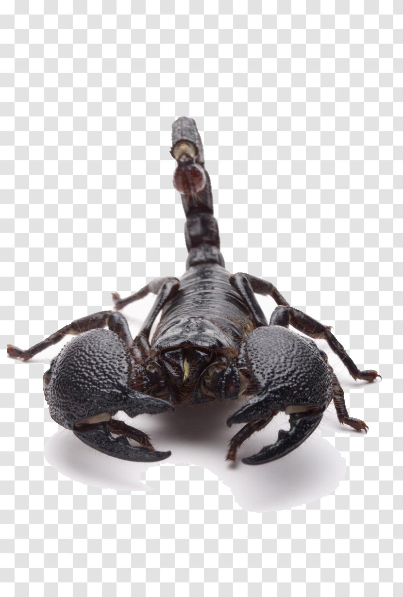 Scorpion Sting Poison - Cdr - Positive Black Transparent PNG