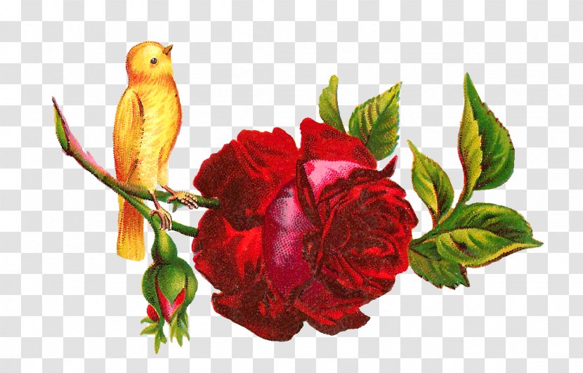 Hummingbird Rose Flower Clip Art - Bouquet - Yellow Transparent PNG
