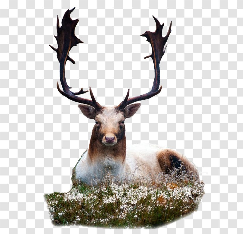 Fallow Deer Dog Animal Hunting Transparent PNG