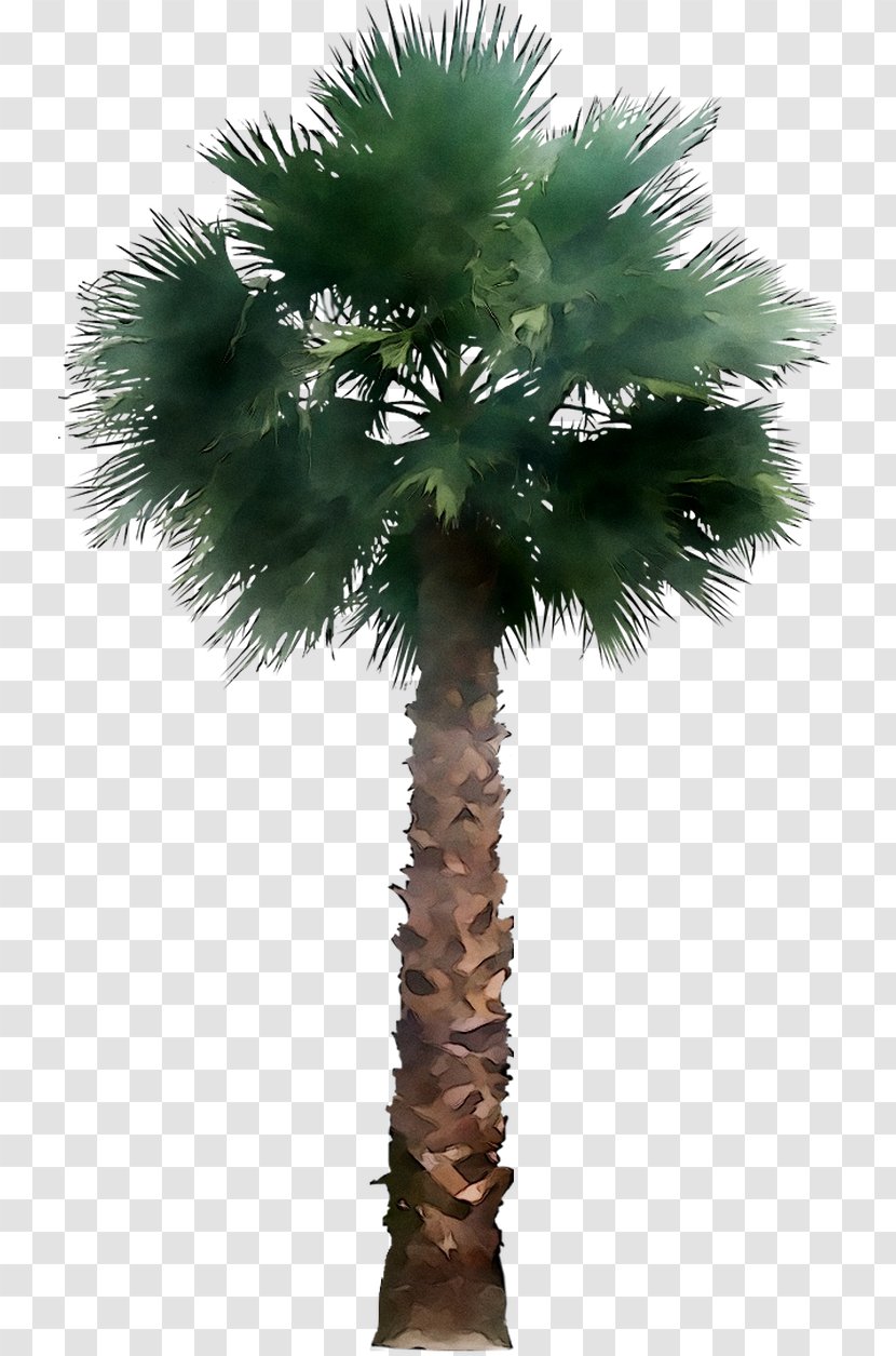 Asian Palmyra Palm Babassu Coconut Trees Date - Arecales - Flower Transparent PNG