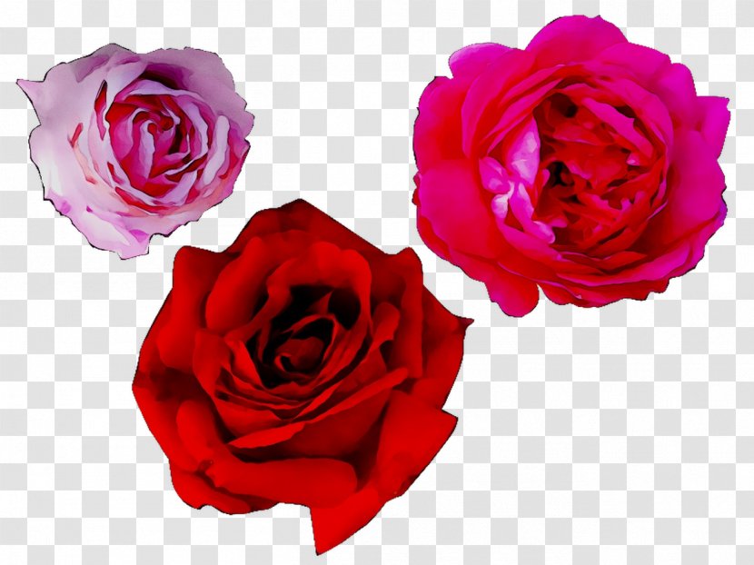Garden Roses Cabbage Rose Floribunda Floristry Flower - Order - Pink Transparent PNG